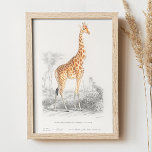 Affiche girafe vintage. Illustration du zoo animal rétro<br><div class="desc">Affiche d'illustration de girafe vintage du Dictionnaire Universel D'histoire Naturelle de Charles Dessalines D'Orbigny.</div>