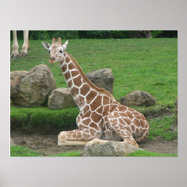 Affiche girafes 005 toile (Devant)