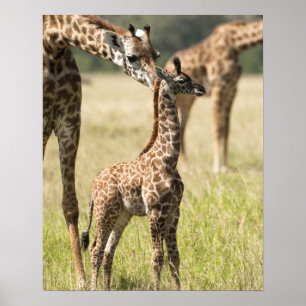 Affiche girafes de masaï, Giraffa camelopardalis 2