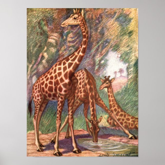 Affiche Girafes par Louis Sargent, Animaux africains vinta (Devant)