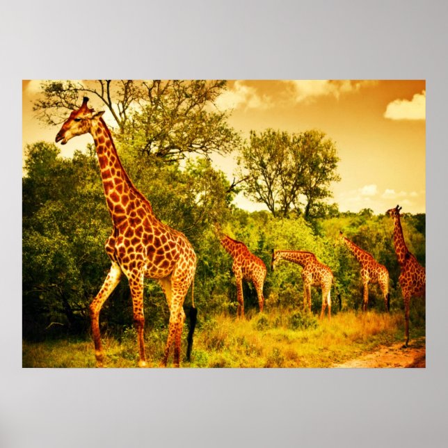 Affiche girafes sud-africaines (Devant)