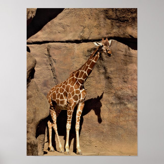 Affiche Giraffe (Devant)