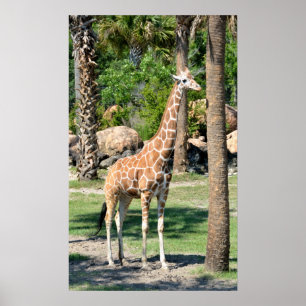 Affiche Giraffe