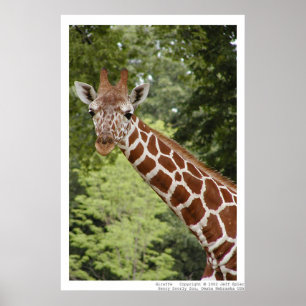 Affiche Giraffe