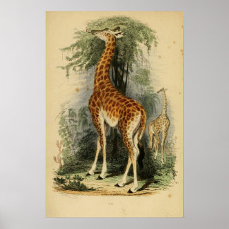 Affiche Giraffe (1849)