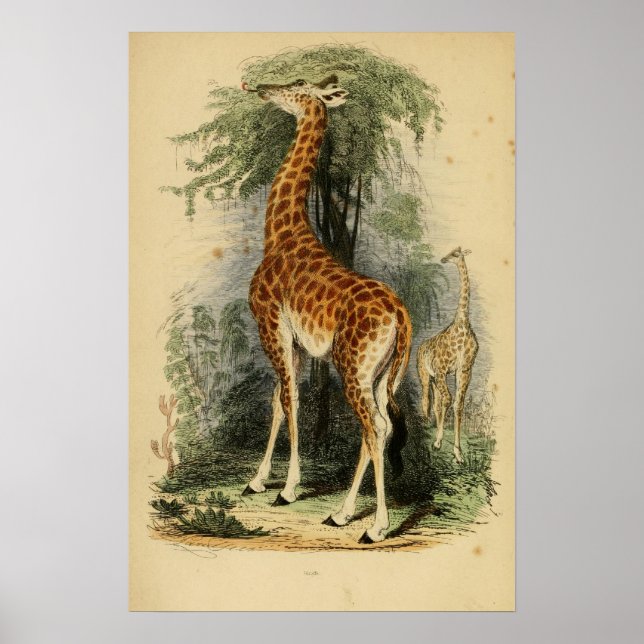 Affiche Giraffe (1849) (Devant)