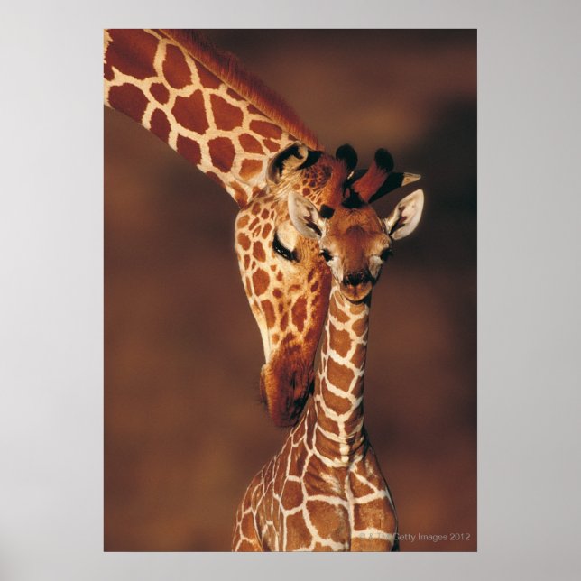 Affiche Giraffe adulte avec veau (Giraffa camelopardalis) (Devant)