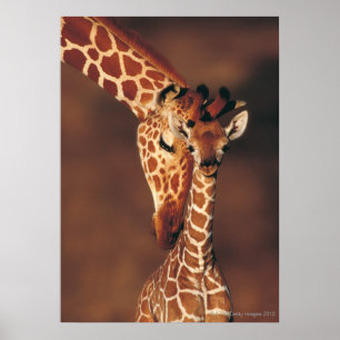 Affiche Giraffe adulte avec veau (Giraffa camelopardalis)
