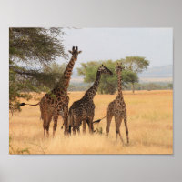 Giraffe Afrique Motif animal Destinée