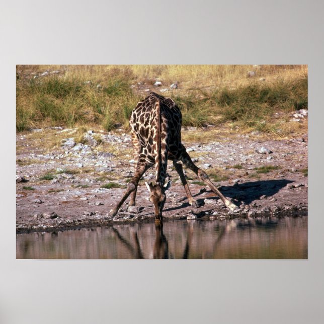 Affiche Giraffe - Boire (Devant)