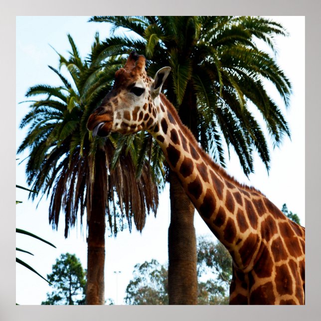 Affiche Giraffe Drôle Qui Donne Une Framboise, (Devant)
