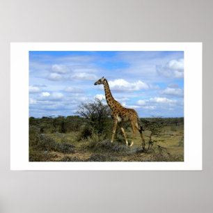 AFFICHE GIRAFFE EN AFRIQUE DU KENYA