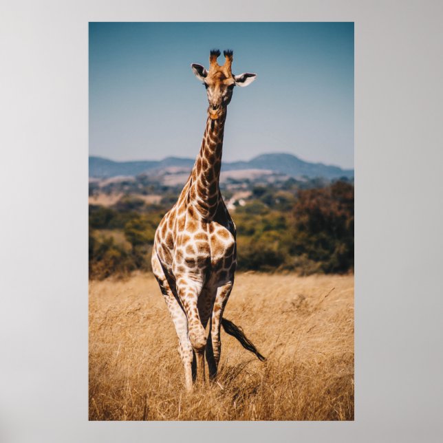 AFFICHE GIRAFFE ENTOURÉ DE GRASS BROWN (Devant)