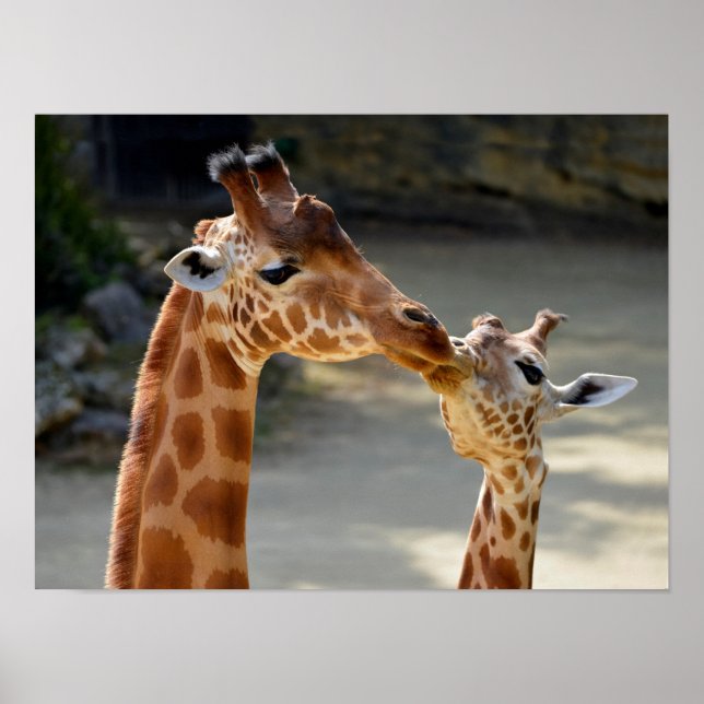 Affiche Giraffe et son bébé (Devant)