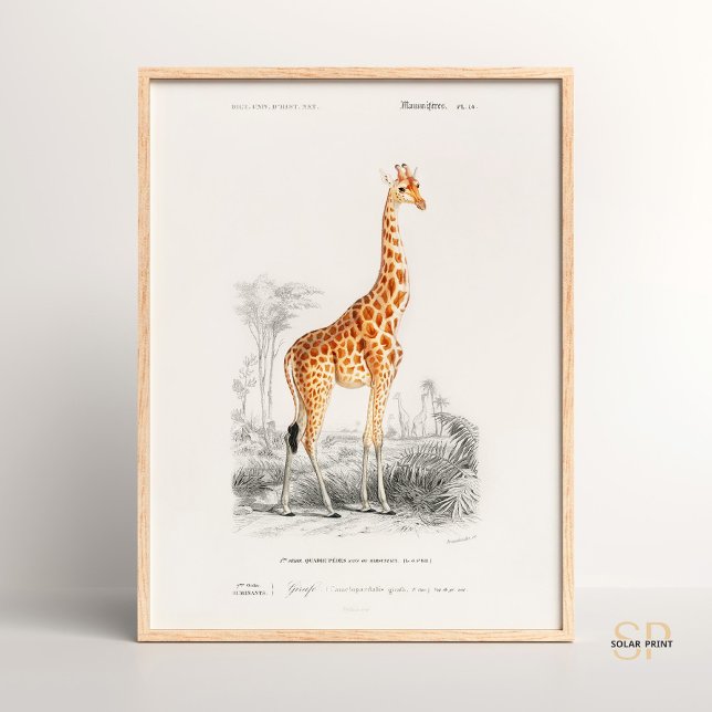 Affiche Giraffe Giraffa Charles Dessalines D Orbigny Impri (Créateur téléchargé)