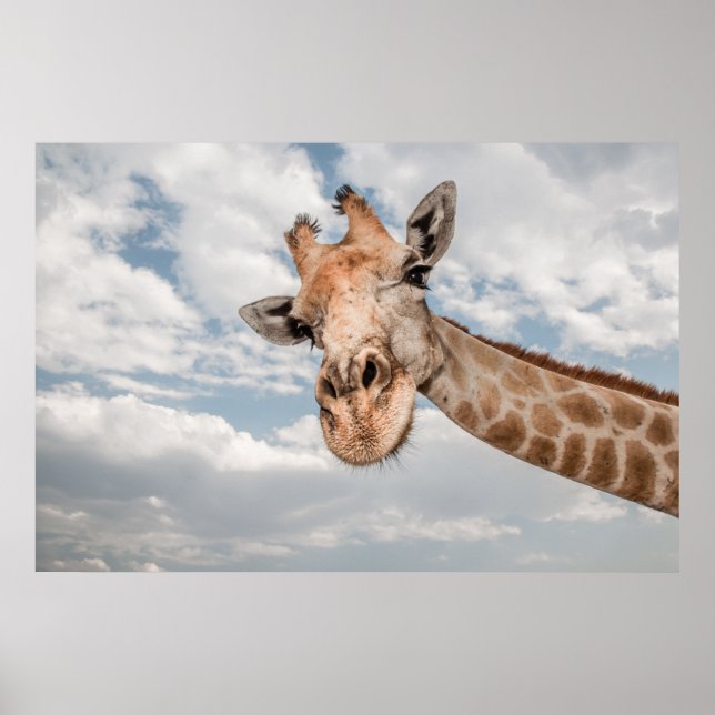 Affiche Giraffe haut fermer (Devant)