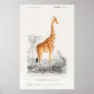 Affiche Giraffe, illustration vintage française