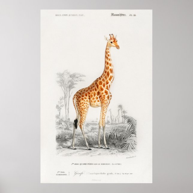 Affiche Giraffe, illustration vintage française (Devant)