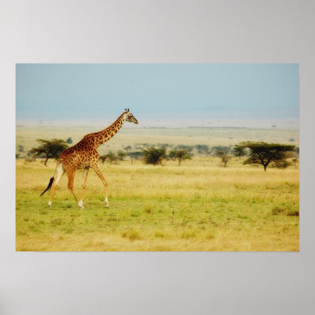 Affiche Giraffe Masai Mara, Kenya poster, print, picture (Devant)