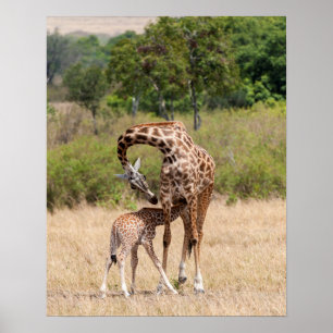 Affiche Giraffe Mère et bébé au Kenya