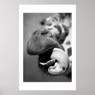 Affiche Giraffe n° 1