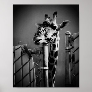 Affiche Giraffe Photograph - Vintage Style