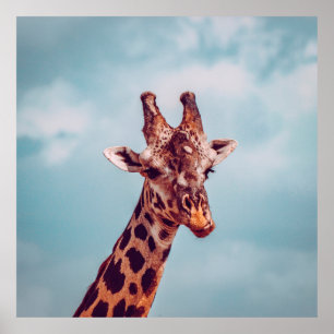 AFFICHE GIRAFFE PORTRAIT