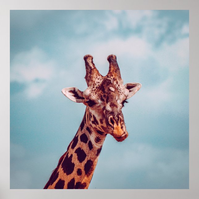 AFFICHE GIRAFFE PORTRAIT (Devant)