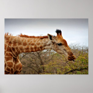 Affiche Giraffe Zulu Nyala Game Reserve Afrique du Sud