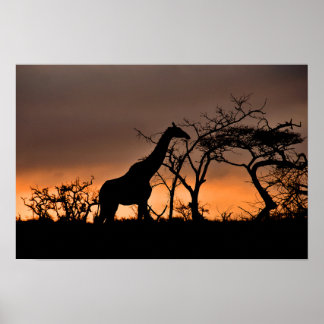 Affiche Giraffe Zulu Nyala Game Reserve Afrique du Sud