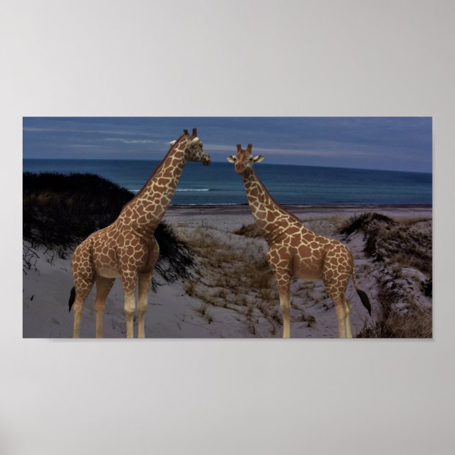 Affiche Giraffes (Devant)