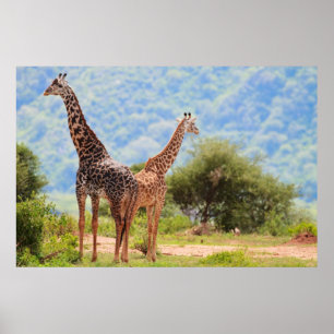 Affiche Giraffes