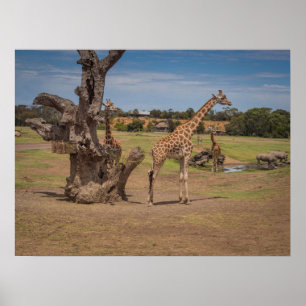 Affiche Giraffes Safari et Rhinos sauvages sur Plaines ouv