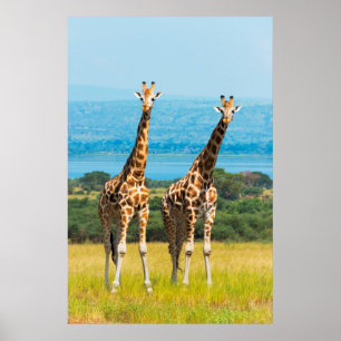 Affiche Giraffes sur la Savanna, Ouganda