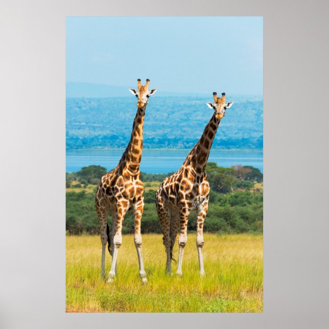 Affiche Giraffes sur la Savanna, Ouganda (Devant)