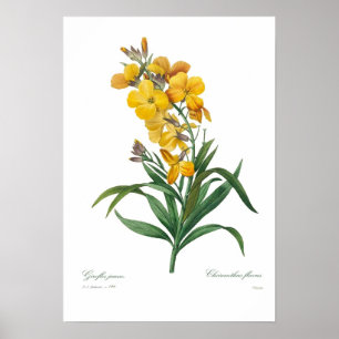 Affiche Giroflée jaune