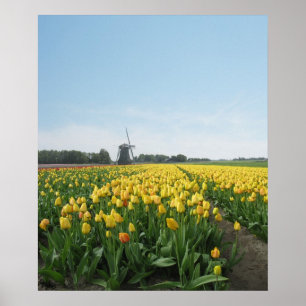 Affiche Gisement de fleur jaune de tulipes Hollande