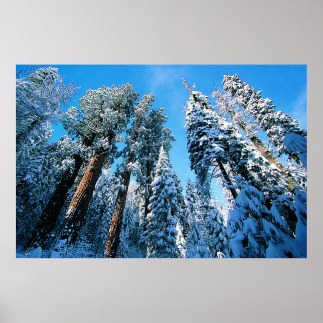 Affiche Glace et neige | Parc national de Sequoia, Califor (Devant)
