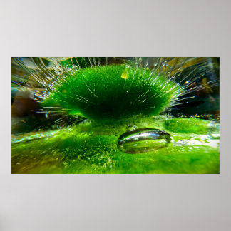 Affiche Glace Verte