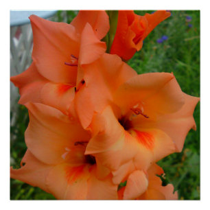 Affiche Gladiola pêche