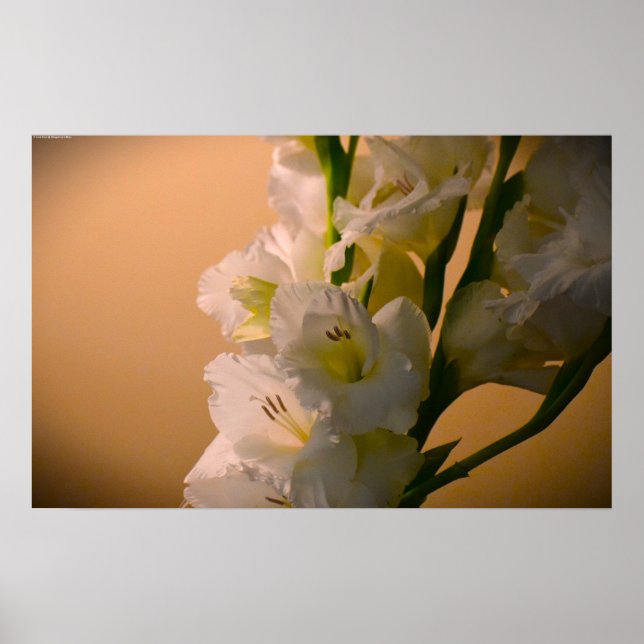 Affiche Gladioli, (Devant)