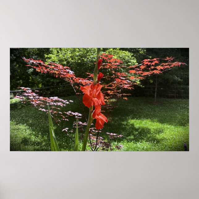 Affiche Gladioli, (Devant)