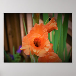 Affiche Gladioli,