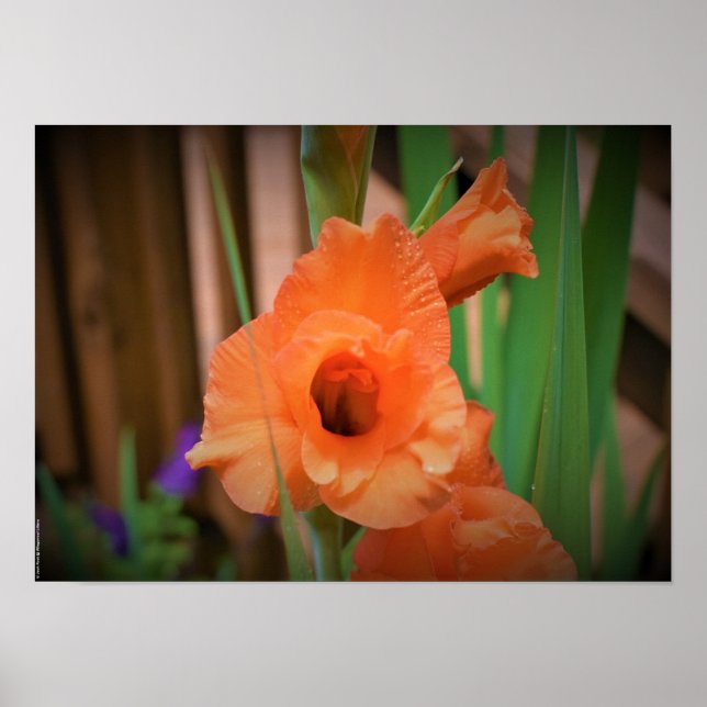 Affiche Gladioli, (Devant)