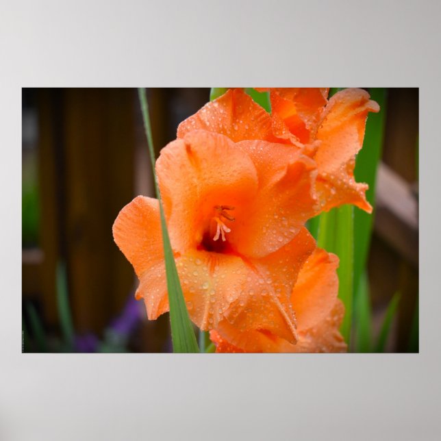 Affiche Gladioli, (Devant)
