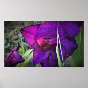 Affiche Gladioli,