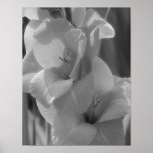 Affiche Gladiolus Fleur Noir Et Blanc Gros Plan