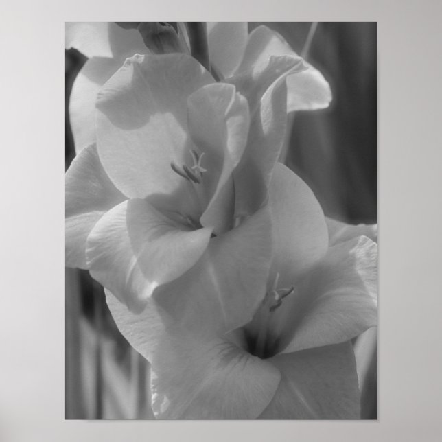 Affiche Gladiolus Fleur Noir Et Blanc Gros Plan (Devant)