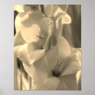 Affiche Gladiolus Fleur Sepia Tint Close