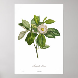 Affiche Glauca de magnolia